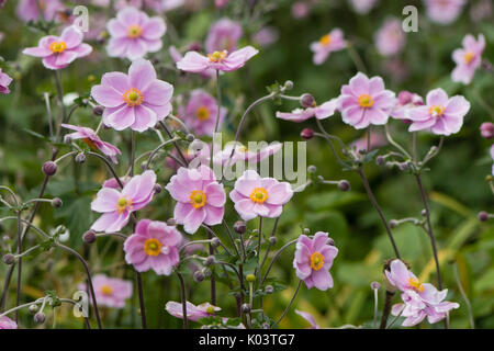 Japanese anemone (Anemone hupehensis) in flower. Pink garden plant in the family Ranunculaceae, aka Chinese anemone, thimbleweed or windflower Stock Photo