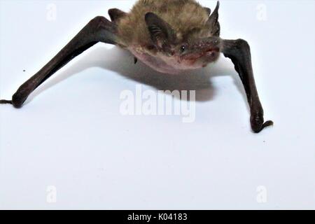 Common pipistrelle bat on white background Stock Photo