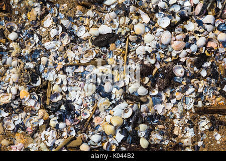 A lot of broken shells washed out Baltic sea shore, nature background Stock Photo