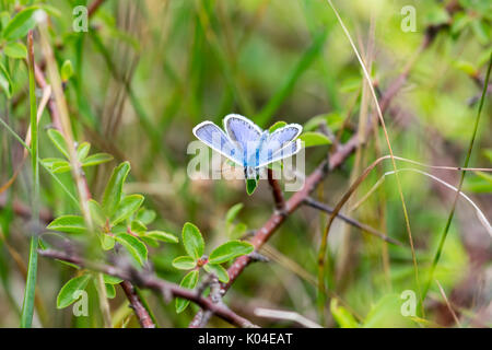 Silver Studded Blue butterfly on the Great Ormes Head in North Wales UK Stock Photo