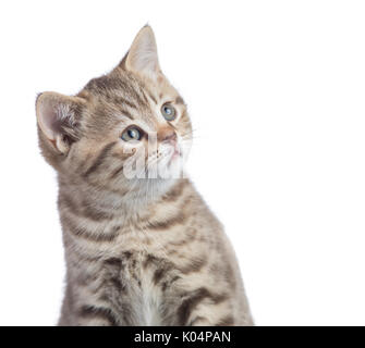 Curious funny cat portrait isolated Stock Photo