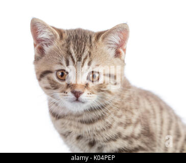funny cat portrait isolated Stock Photo
