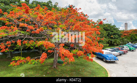 Flame Tree, Delonix regia, also called flamboyant tree, with parked vintage American classic cars in Havana, Cuba Stock Photo