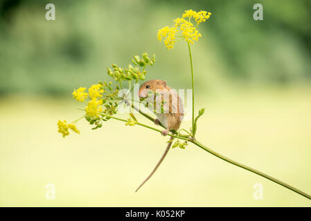 Harvest mouse (Micromys minutus) eating seeds and flowers of wild parsnip (Pastinaca sativa) Stock Photo