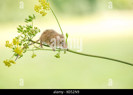 Harvest mouse (Micromys minutus) on wild parsnip (Pastinaca sativa) Stock Photo