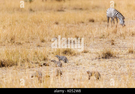 Group of small banded mongooses, Mungos mungo, and Burchell's zebra, in dry savannah grassland at Masai Mara, Kenya Stock Photo