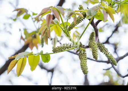 Walnut tree flowers in spring garden Stock Photo