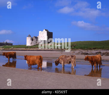 Highland cows are seen here enjoying the hot summer weather at Breachacha Castle on the beautiful island of Coll, Argyll Stock Photo