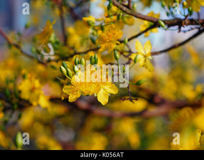 Ochna integerrima flowers at spring time. Ochna is a genus comprising 86 species of evergreen trees, shrubs and shrublets belonging to the family Ochn Stock Photo