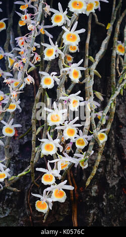 Wild orchid flowers blooming at Tao Dan Park in Saigon, Vietnam. Stock Photo
