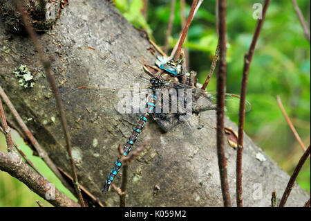 big dragonfly sitting on a tree in the forest Stock Photo