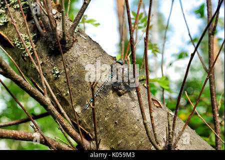 big dragonfly sitting on a tree in the forest Stock Photo