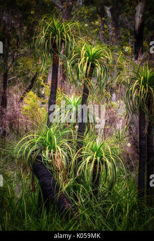 Stand of flowering grass trees Stock Photo