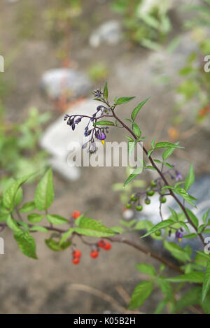 Solanum dulcamara fruits Stock Photo