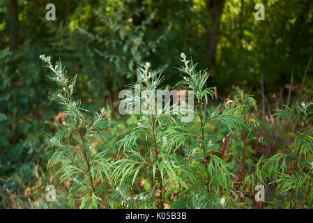 Artemisia vulgaris Stock Photo