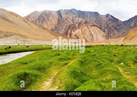 Animals with natural landscape in Leh Ladakh, Jammu and Kashmir, India Stock Photo