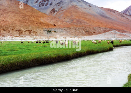 Animals with natural landscape in Leh Ladakh, Jammu and Kashmir, India Stock Photo