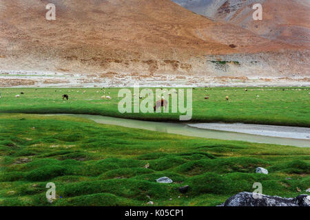 Animals with natural landscape in Leh Ladakh, Jammu and Kashmir, India Stock Photo