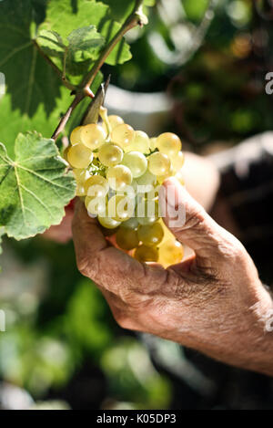 closeup of a senior caucasian man collecting a bunch of white grapes from the plant using pruning shears Stock Photo