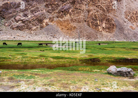 Animals with natural landscape in Leh Ladakh, Jammu and Kashmir, India Stock Photo