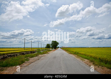 Trunk road along Paddy Field at Sekinchan, Malaysia - Sekinchan, which literally means “village suitable for plantation” in Chinese, lives up to its n Stock Photo