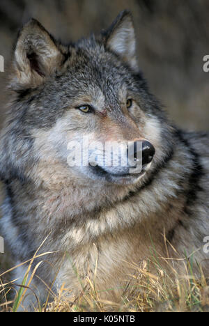 Timber or Grey Wolf, Canis Lupus,  Minnesota USA, controlled situation, sitting, looking, autumn Stock Photo