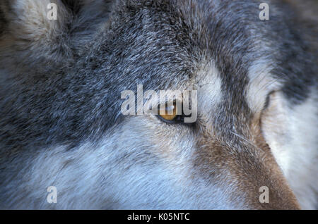 Timber or Grey Wolf, Canis Lupus,  Minnesota USA, controlled situation, close up of eyes, Stock Photo