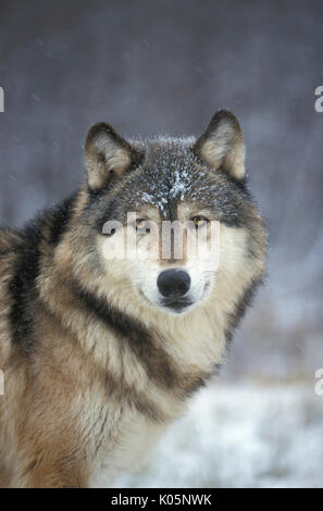 Timber or Grey Wolf, Canis Lupus,  Minnesota USA, controlled situation, in snow, winter, standing alert, looking Stock Photo