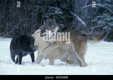 Timber or Grey Wolf, Canis Lupus,  Minnesota USA, controlled situation, in snow, winter, three wolves play fighting Stock Photo