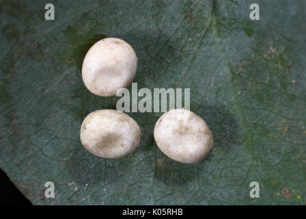 Giant Comet Moth, Argema mittrei, Eggs, laid on leaf, Madagascar, Moon or Lunar, Family: Saturniidae, one of the largest Silk Moths Stock Photo