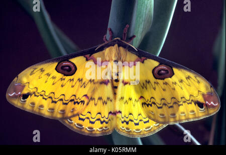Golden Emperor Moth, Loepa katinka, South East Asia, yellow, patterned wings, adult Stock Photo