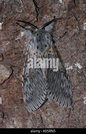Puss Moth, Cerura vinula, female adult resting on bark of tree, camouflaged, white patterend wings, fluffy Stock Photo