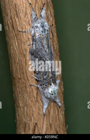 Puss Moth, Cerura vinula, Pair Mating on tree bark, Garden, male female, black and white pattern, Stock Photo