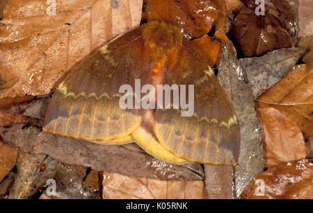Bulls Eye Silk Moth, Automeris io, North America, showing camouflaged on leaf litter floor, before showing eye spots on underwings Stock Photo
