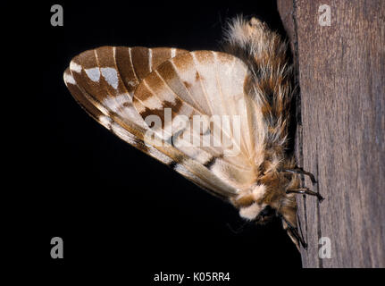 Kentish Glory Moth, Endromis versicolora, male adult, on stem, brown pattern wings. Stock Photo
