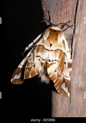 Kentish Glory Moth, Endromis versicolora, male adult, on stem, brown pattern wings. Stock Photo