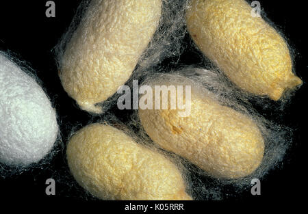 Silk Moth, Bombyx mori, cocoon showing silk strands, used for silk production Stock Photo