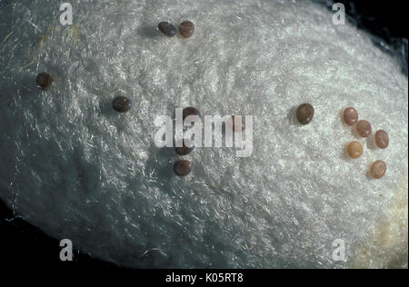 Silk Moth, Bombyx mori, eggs or ova laid on cocoon, group Stock Photo