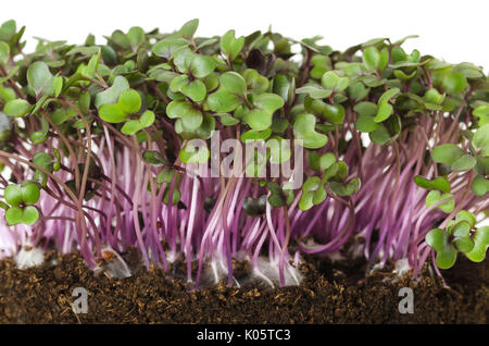 Red cabbage, sprouts and young leaves front view over white. Vegetable and microgreen. Also purple cabbage, red or blue kraut. Cotyledons. Stock Photo