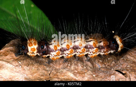 Saturniid moth caterpillar Stock Photo - Alamy
