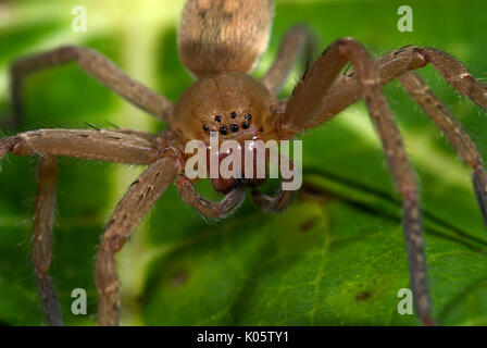 Hunting or Nursery Web Spider, Family Pisauridae, Manu Peru, close uup of face showing eight eyes, jungle, amazon, 8, fearsome Stock Photo