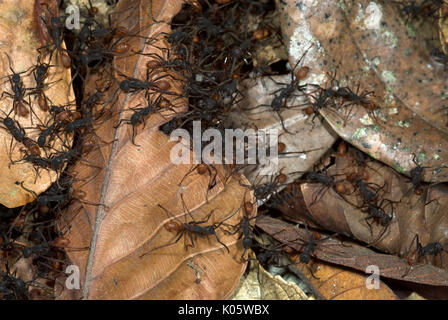 Army Ants, Eciton hamatum, on forest floor, Manu, Peru, jungle, Amazon, predatory, powerful bites and stings, causing large tracks in forest, social Stock Photo
