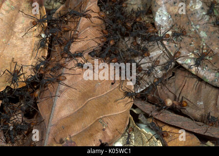 Army Ants, Eciton hamatum, on forest floor, Manu, Peru, jungle, Amazon, predatory, powerful bites and stings, causing large tracks in forest, social Stock Photo