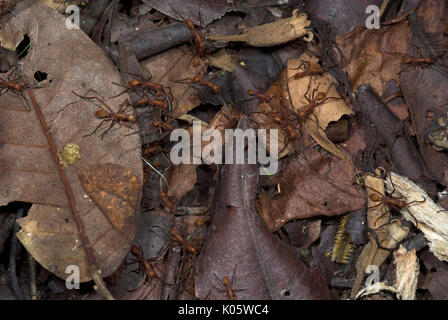 Army Ants, Eciton hamatum, on forest floor, Iquitos, Peru, jungle, Amazon, predatory, powerful bites and stings, causing large tracks in forest, socia Stock Photo