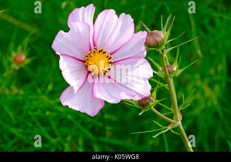 flowering cosmos flower in english garden Stock Photo