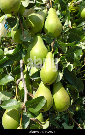 pears growing on fruit tree in garden Stock Photo