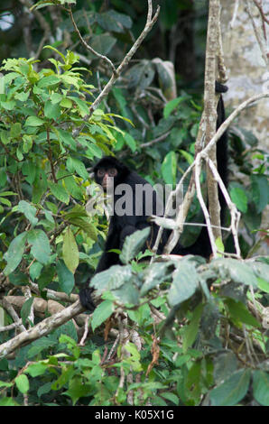 Spider Monkey Ateles species Cocha SalvadorManu Peru Stock Photo - Alamy