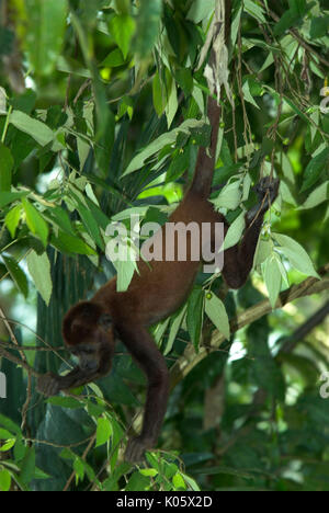 Red Howler Monkey hanging by prehensile tail Stock Photo - Alamy