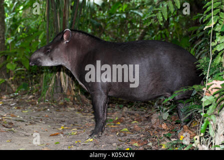 Brazilian Tapir, Tapirus terrestris, in rainforest, Manu, Peru, jungle, Amazonia, vunerable. Stock Photo