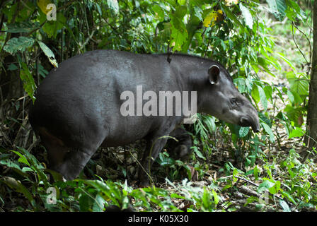 Brazilian Tapir, Tapirus terrestris, in rainforest, Manu, Peru, jungle, Amazonia, vunerable. Stock Photo